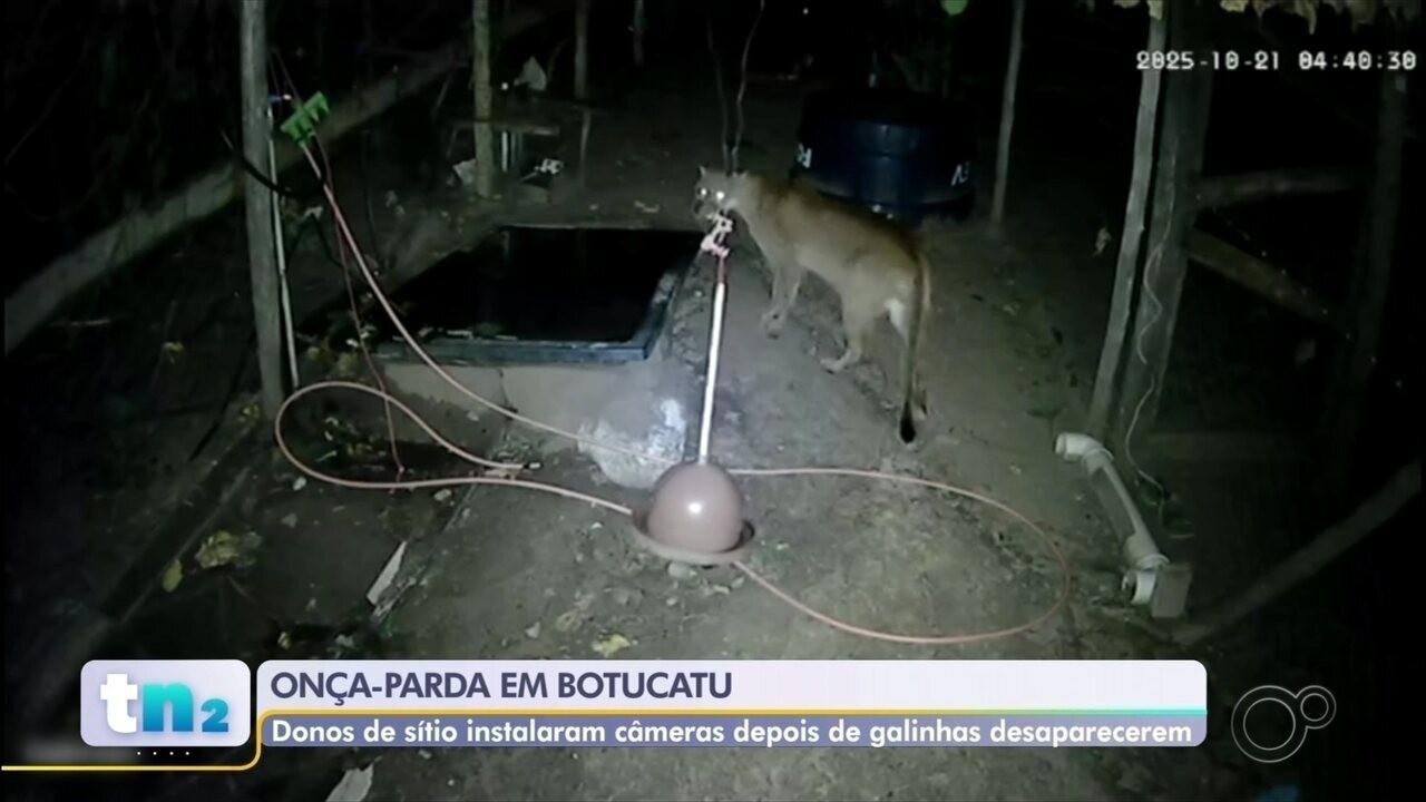 Onça-parda é flagrada em sítio de Botucatu após sumiço de galinhas