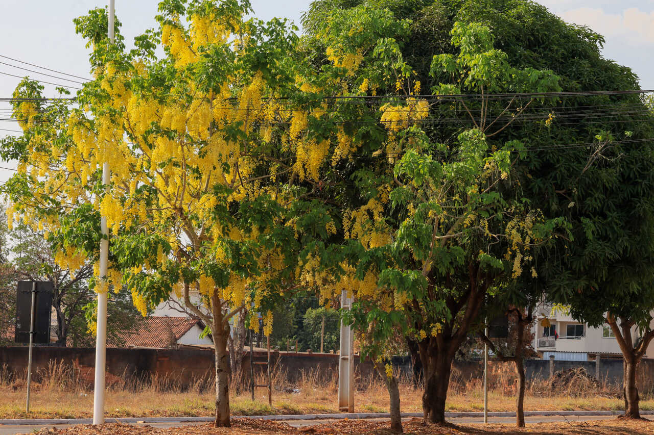 Poda ou Remoção de Árvores em Palmas? Saiba como Obter Autorização e Evitar Multas Severas