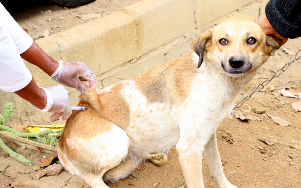 Zona Oeste do Rio se Mobiliza Contra a Raiva Animal em Campanha de Vacinação Gratuita