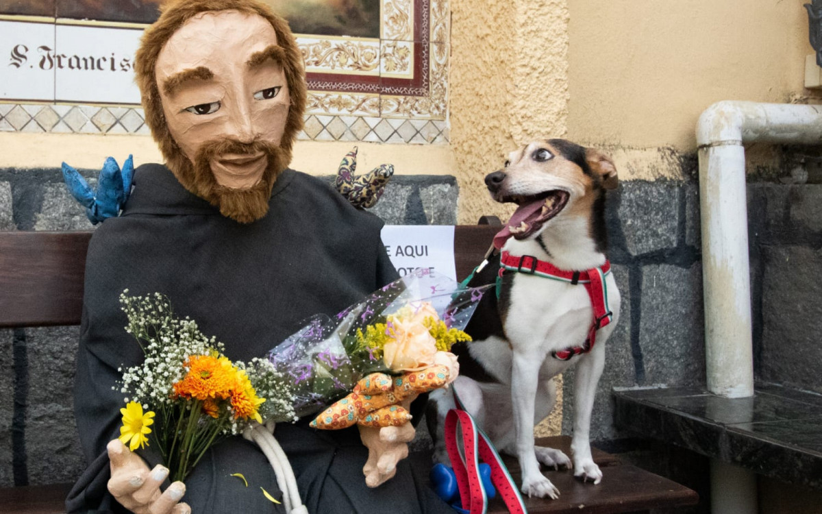 Devotos Levam seus Pets para Bênção Especial no Dia de São Francisco de Assis no Rio
