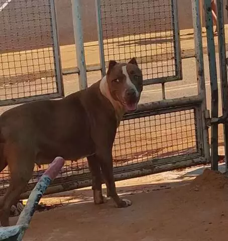 Pedreiro encontra pit bull perdida no Centenário e mobiliza redes sociais para encontrar a família