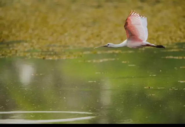 Pantanal Reforça Defesa Contra o Fogo: R$ 1,4 Milhão para Prevenção e Resgate da Fauna
