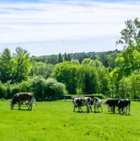 Pequena Propriedade Rural: STJ Exclui Áreas de Preservação do Cálculo e Abre Nova Proteção