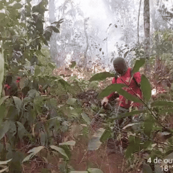 Incêndio Devasta Parque Taquari: Prefeito Clama por Reforço Aéreo Urgente