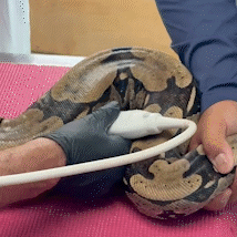 Jiboia Rachel Carson, resgatada de circo, prospera no Bioparque Pantanal e passa por check-up