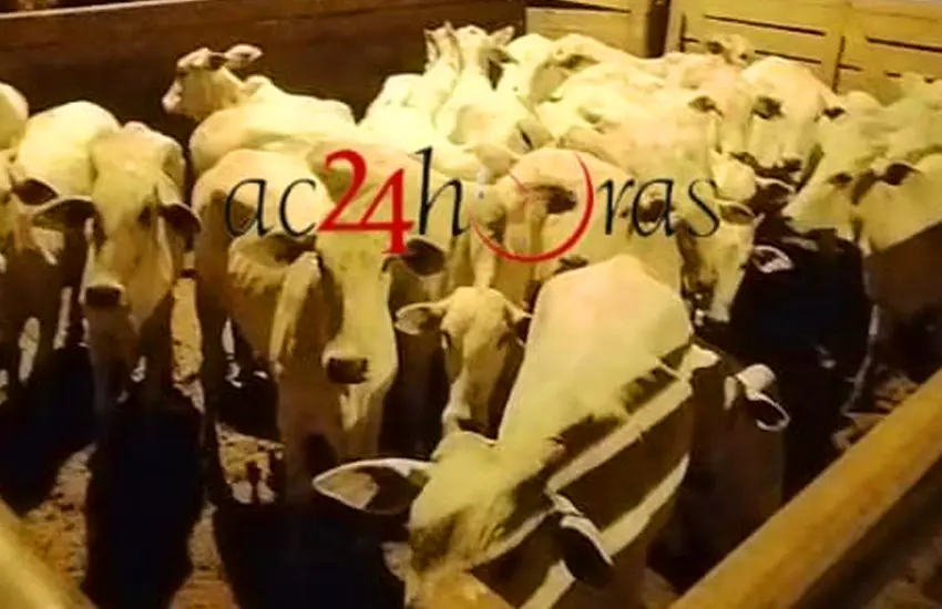 Ação Rápida da PM Resgata 150 Cabeças de Gado Roubadas em Porto Acre: Suspeitos Detidos