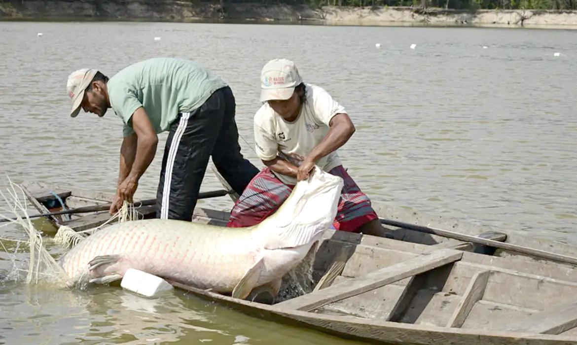 Amapá em Foco: Pirarucu, Pobreza Energética e Novos Desafios para 2025