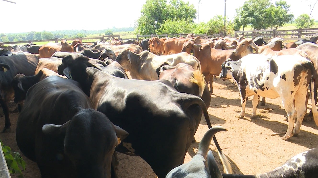 Expoferr 2025: Roraima Celebra Crescimento da Pecuária com Feira Bilionária