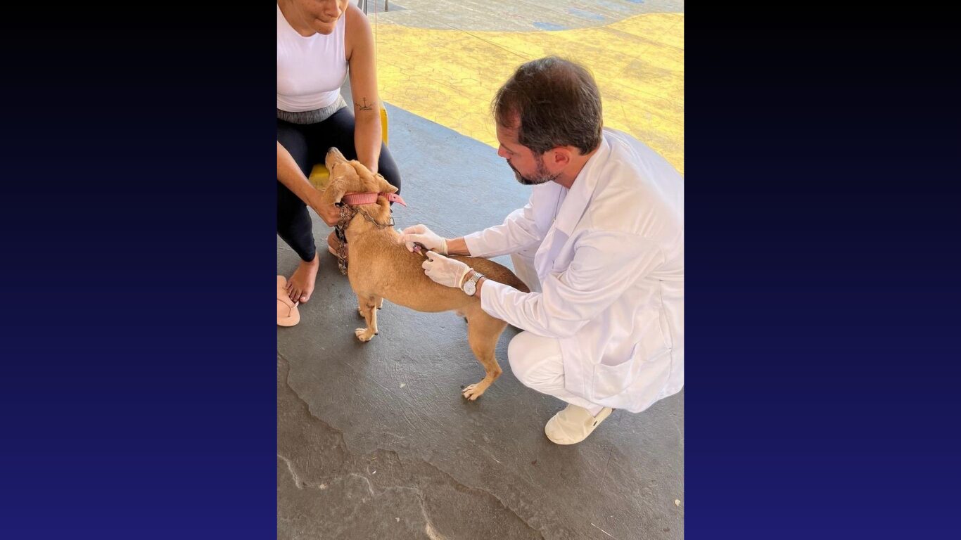 Outubro Rosa Pet: Vacinação, Adoção e Alerta Contra o Câncer de Mama em Cães e Gatos