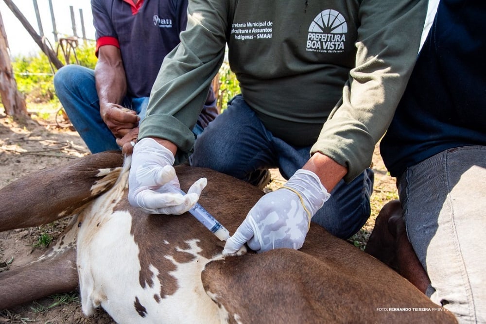 Boa Vista protege rebanhos indígenas: Vacinação contra brucelose garante saúde animal e segurança alimentar