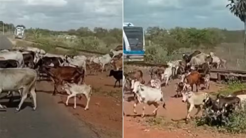 Trem Atropela Rebanho na Região Metropolitana de Natal; CBTU Alerta para Riscos em Passagens Clandestinas