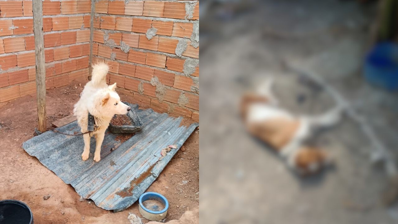 Maus-tratos a animais em Divinópolis resultam em prisão de tutor