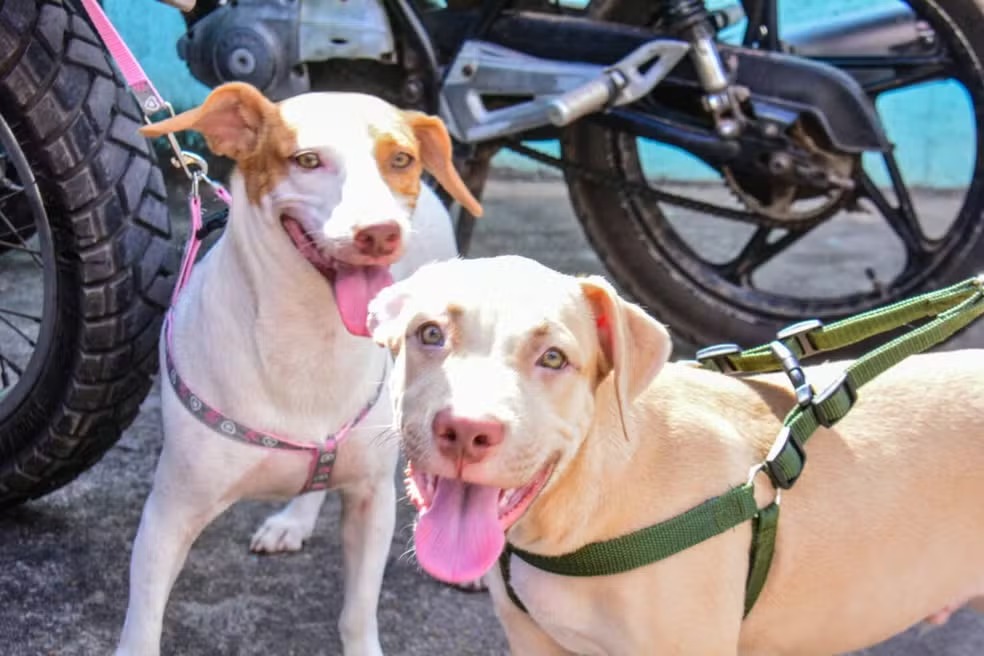 Macapá Lança Mutirão de Castração Gratuita para Cães: Saiba Como Inscrever Seu Pet