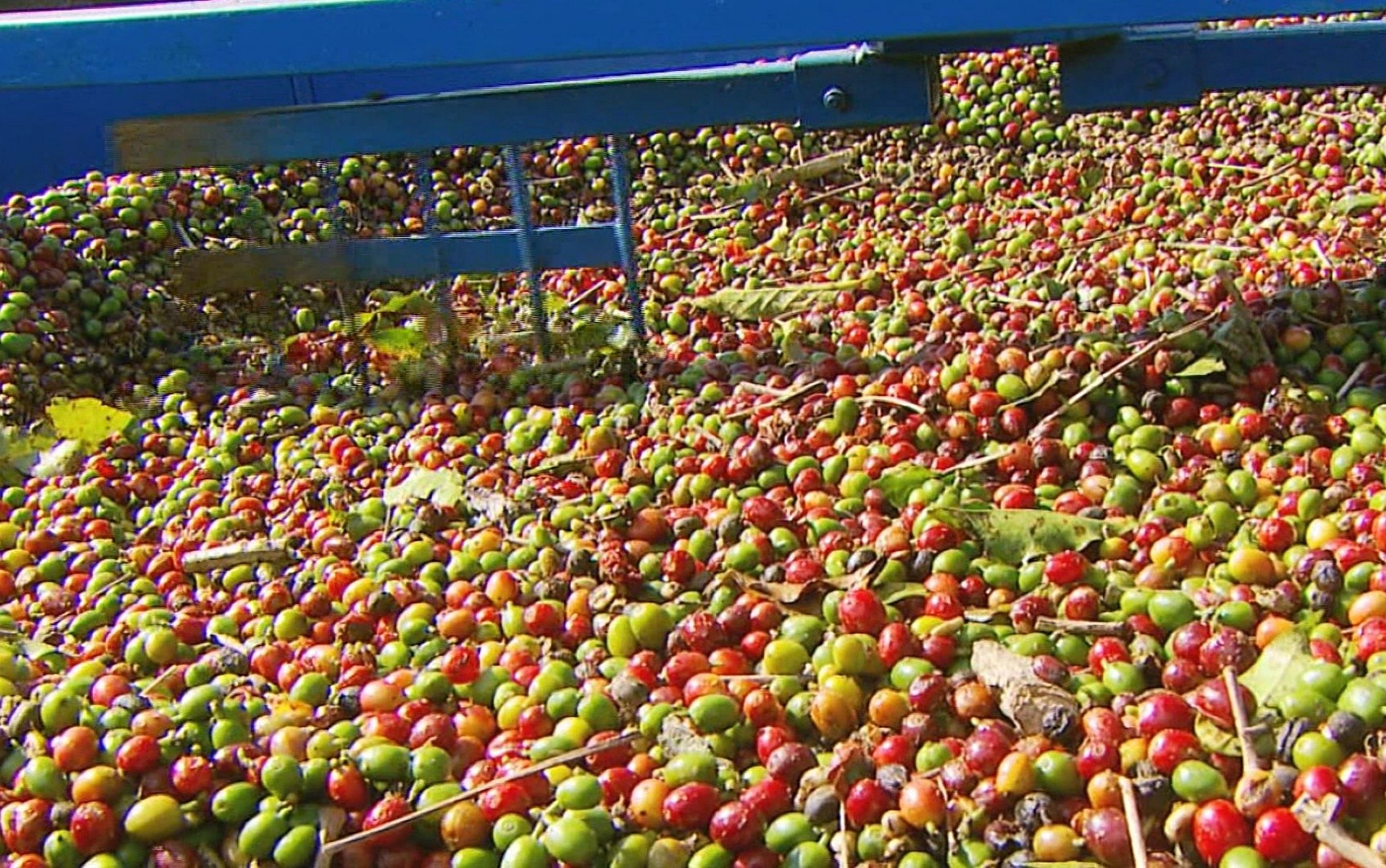 Preço do café sobe e dobra poder de compra em SP
