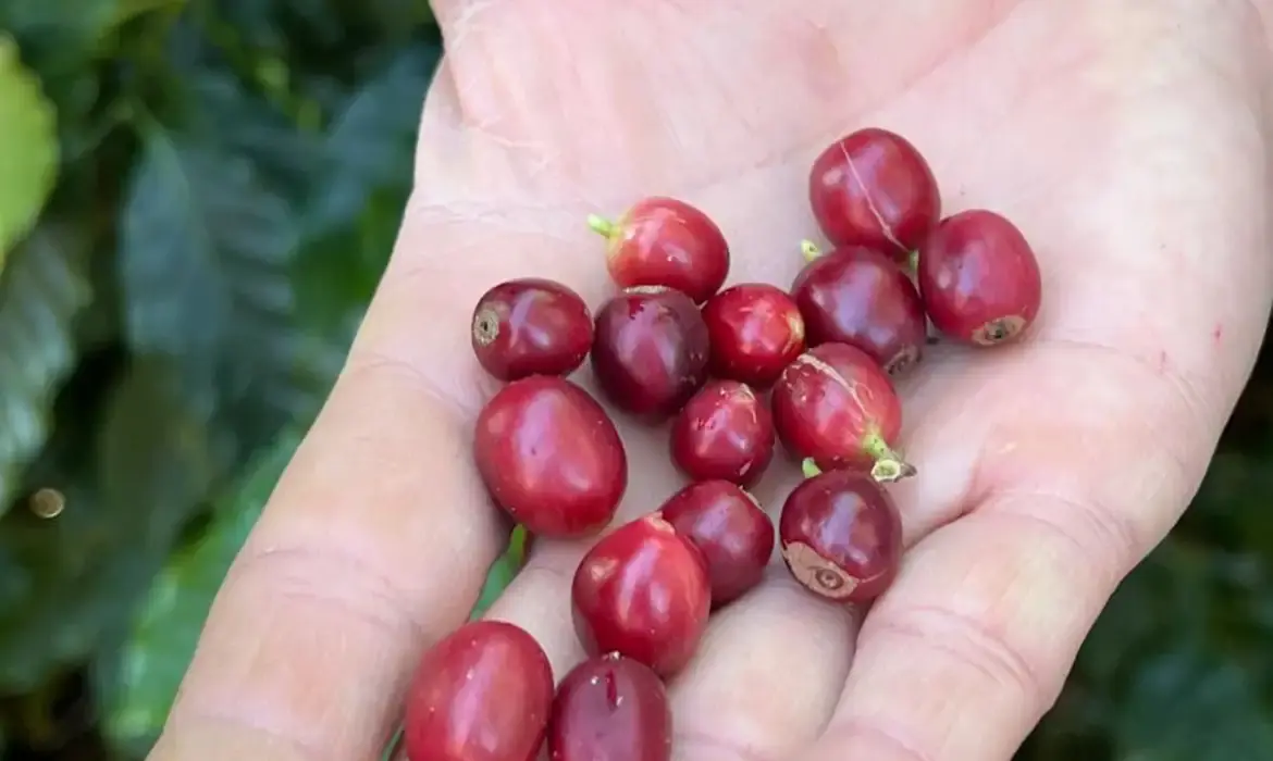 ABDI e IFAC Impulsionam Bioeconomia no Acre com Lançamento de Hub de Inovação