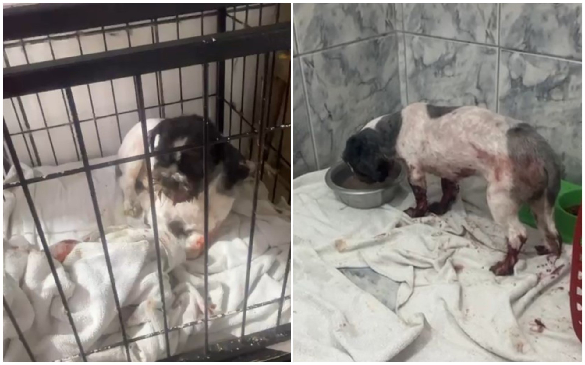 Cão com bicheira na boca morre após ser abandonado em pet shop