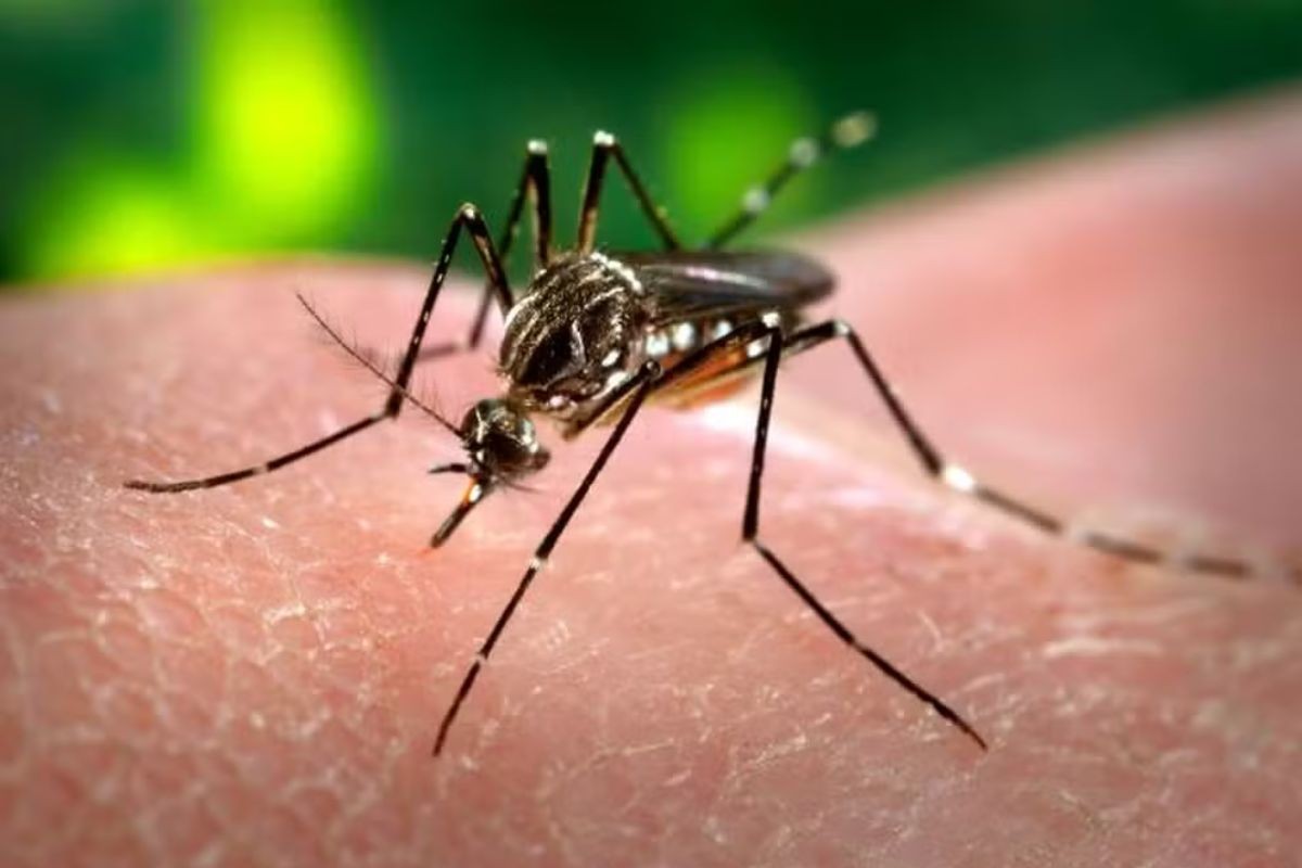 Casos de dengue no Alto Tietê diminuem em mais de 95% em um ano
