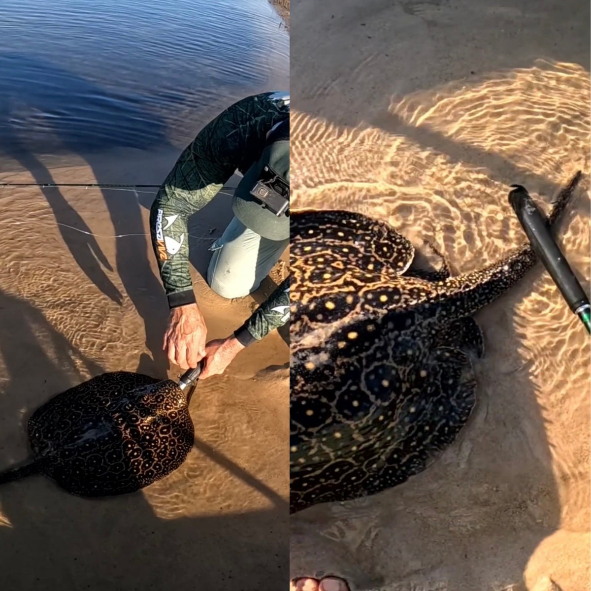 Pescador de RO ensina como agir ao fisgar arraia