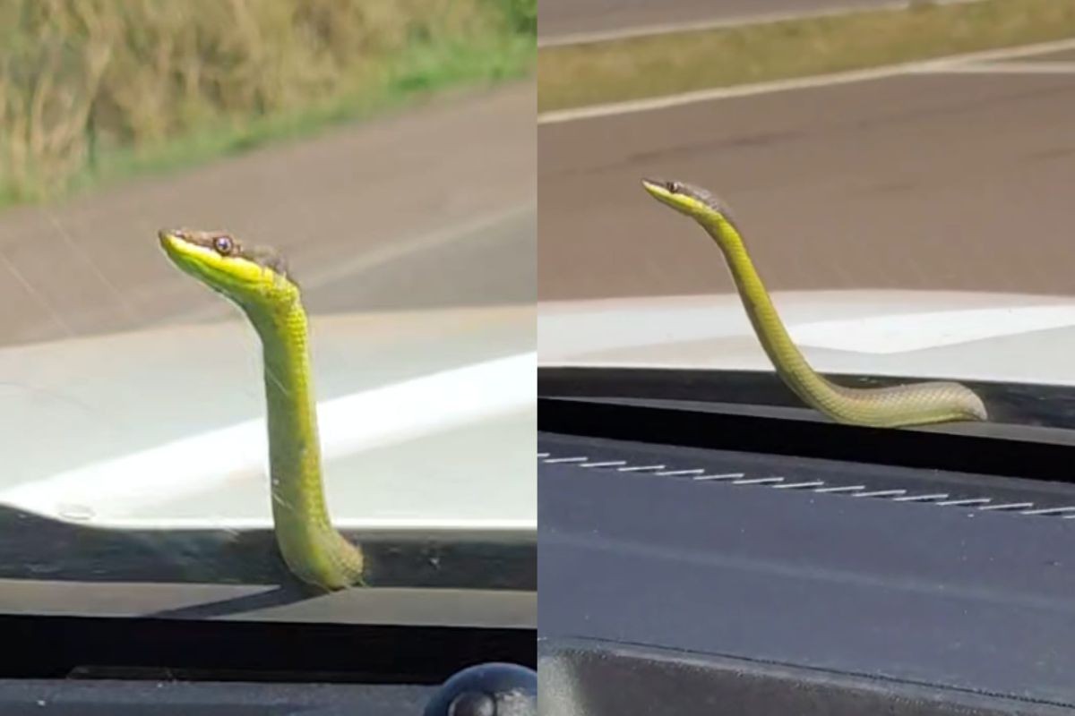 Cobra surpreende socorristas ao viajar em capô de ambulância