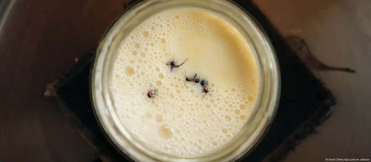 Formigas no iogurte? Cientistas testam tradição dos Bálcãs