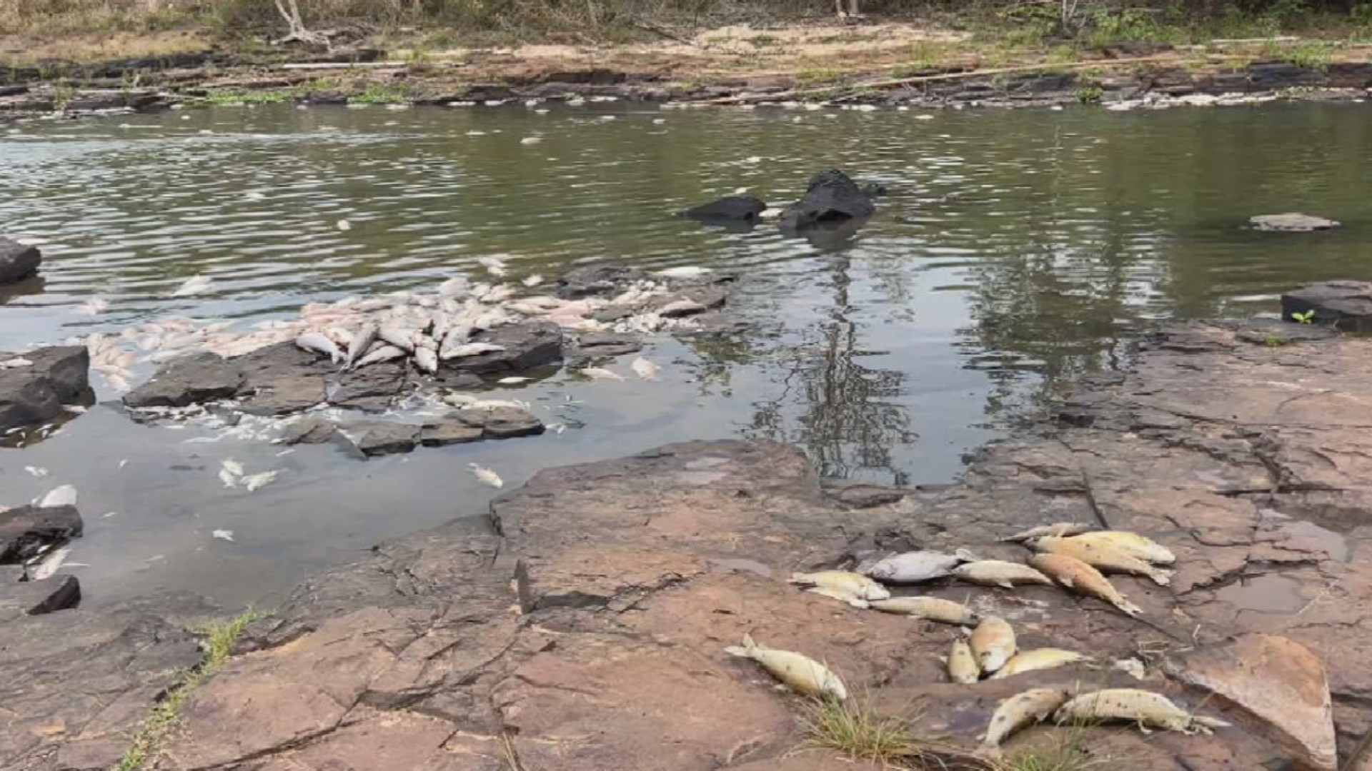 Investigação sobre mortandade de peixes em Meridiano avança