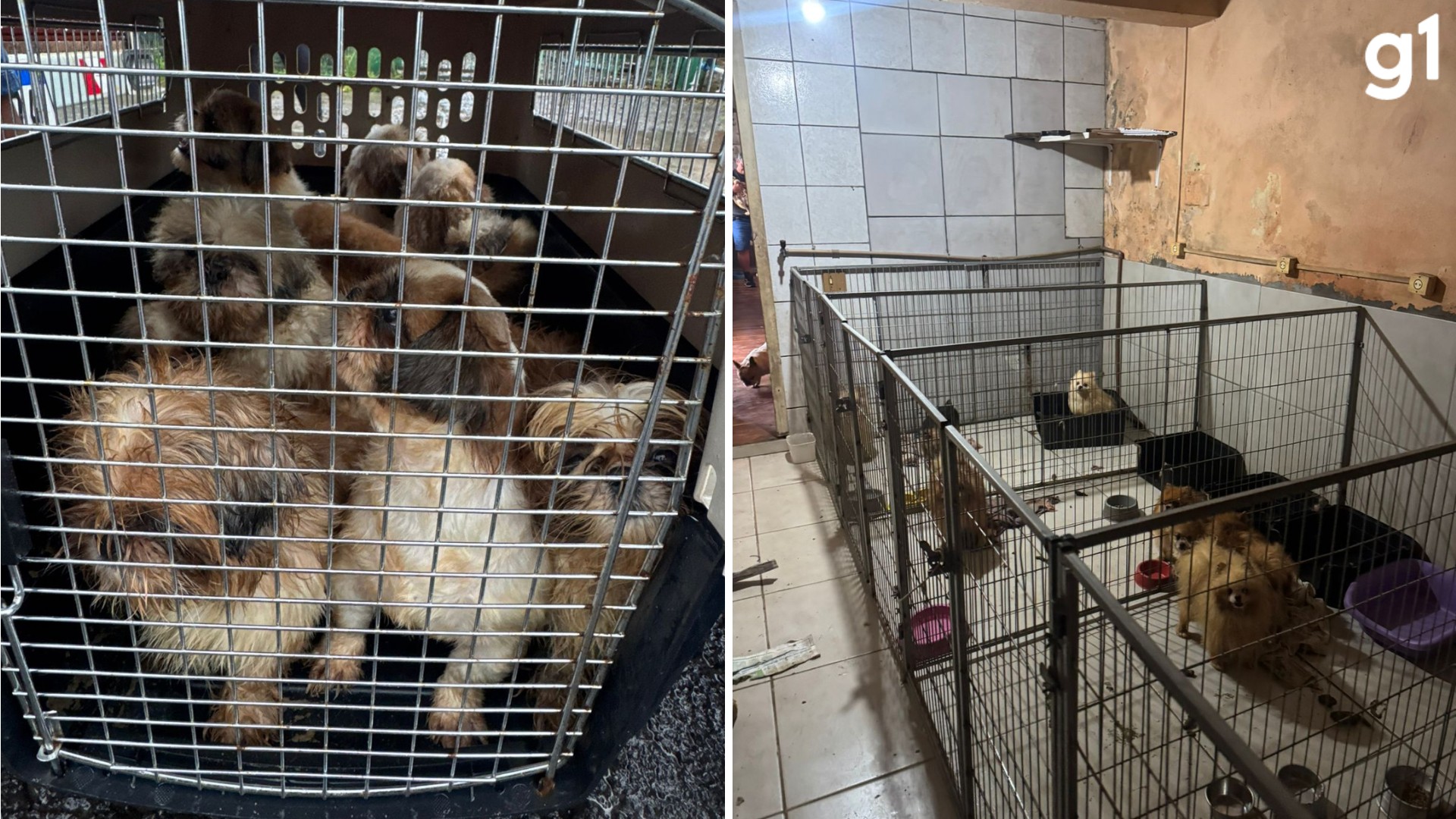 Veterinário é preso em criadouro clandestino de animais no RS