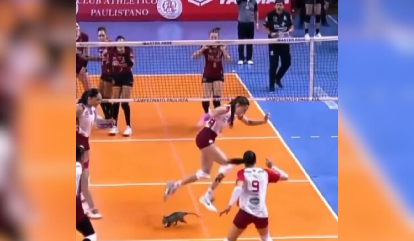 Invasão Inusitada: Gambá ‘Rouba a Cena’ em Semifinal do Paulista de Vôlei