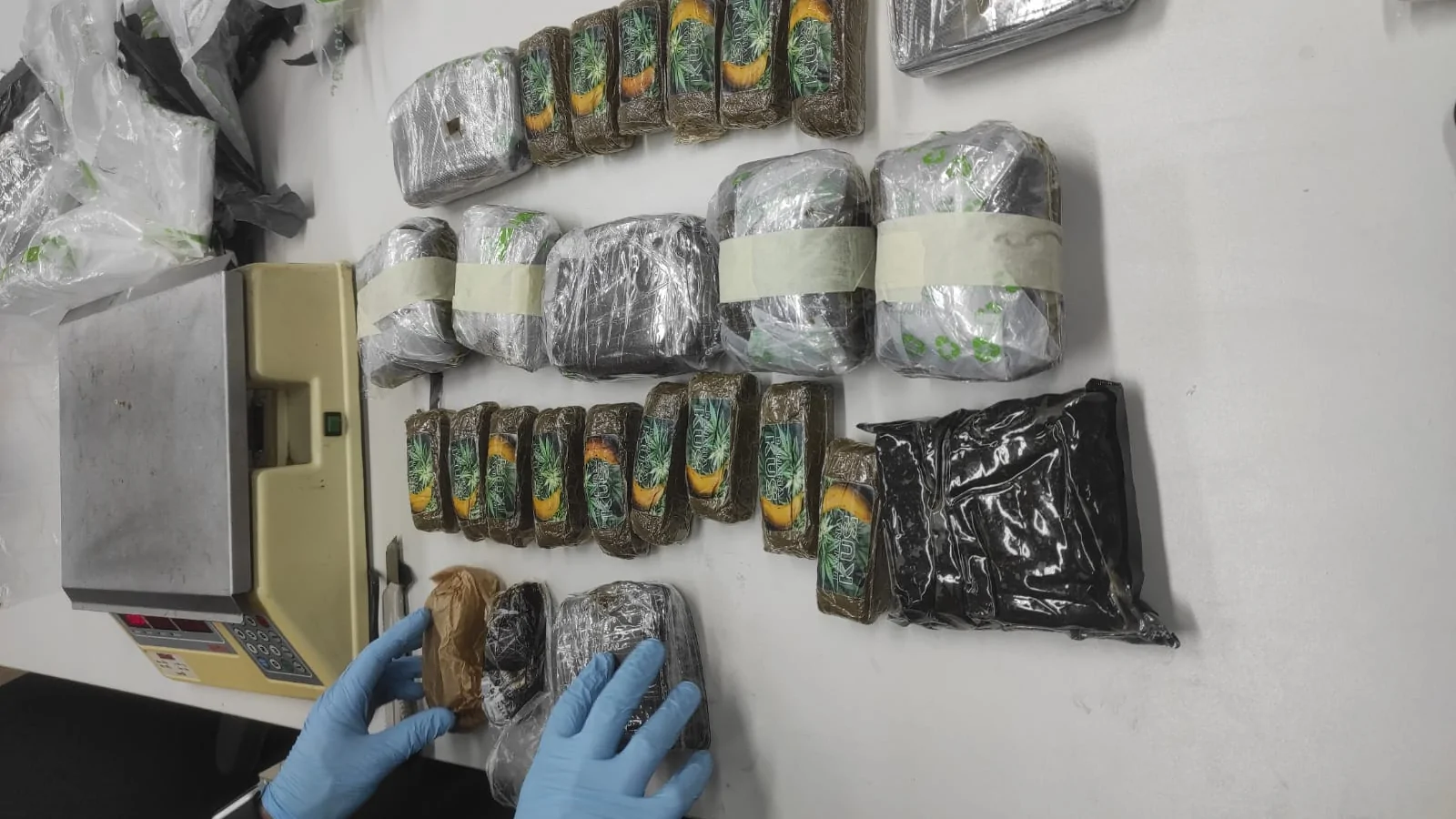 Cão Farejador da PF Desmascara Tráfico Internacional no Aeroporto de Natal