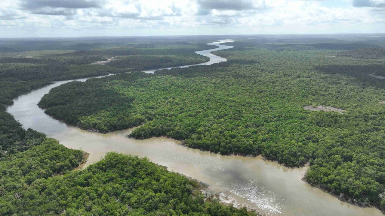 Timbotuba à Beira do Colapso: Crimes Ambientais Urgem Criação de Reserva em Alcântara