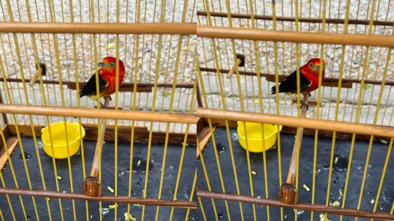 Polícia apreende 170 aves silvestres em feira de Pacajus