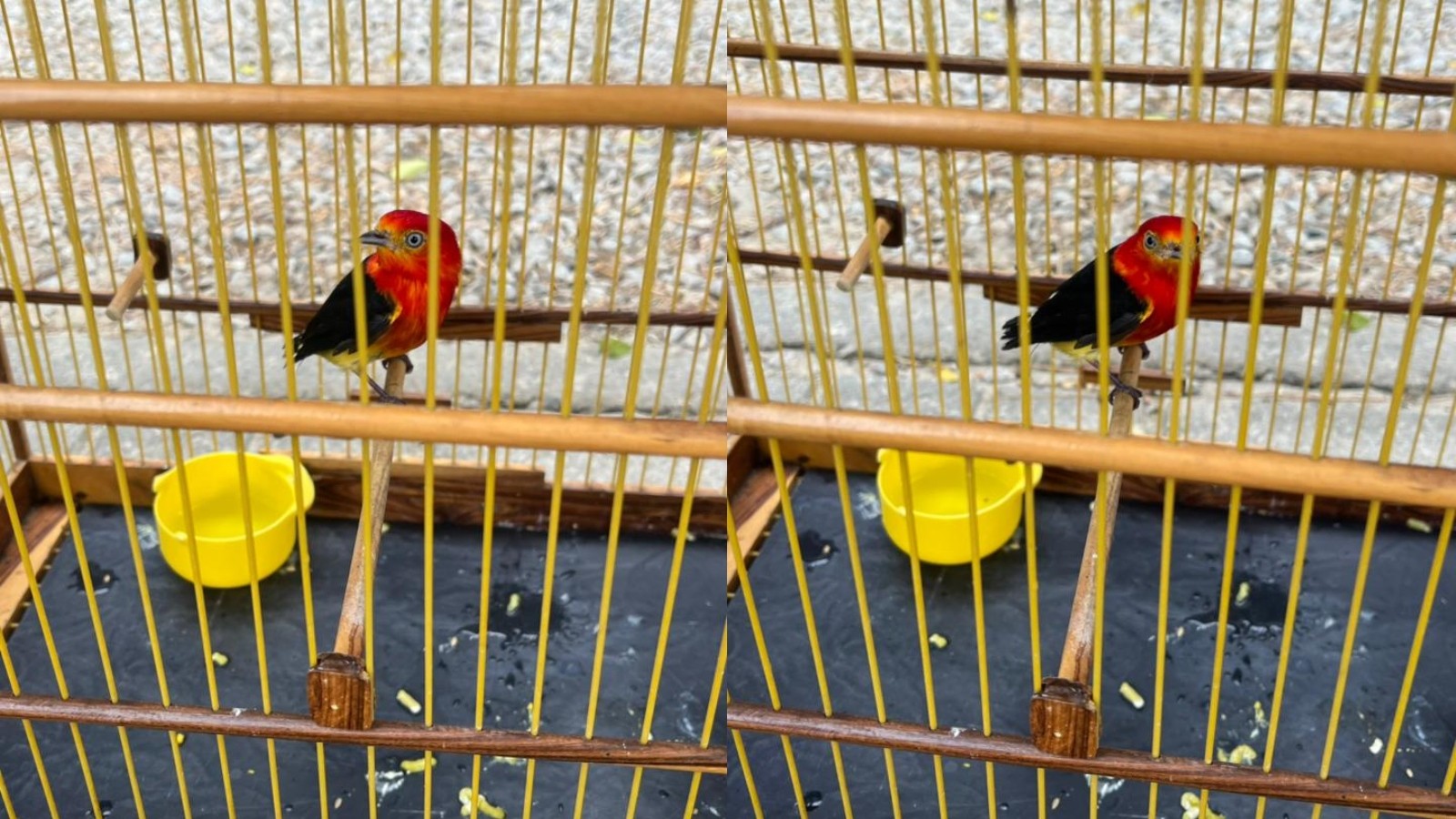Polícia apreende 170 aves silvestres em feira de Pacajus