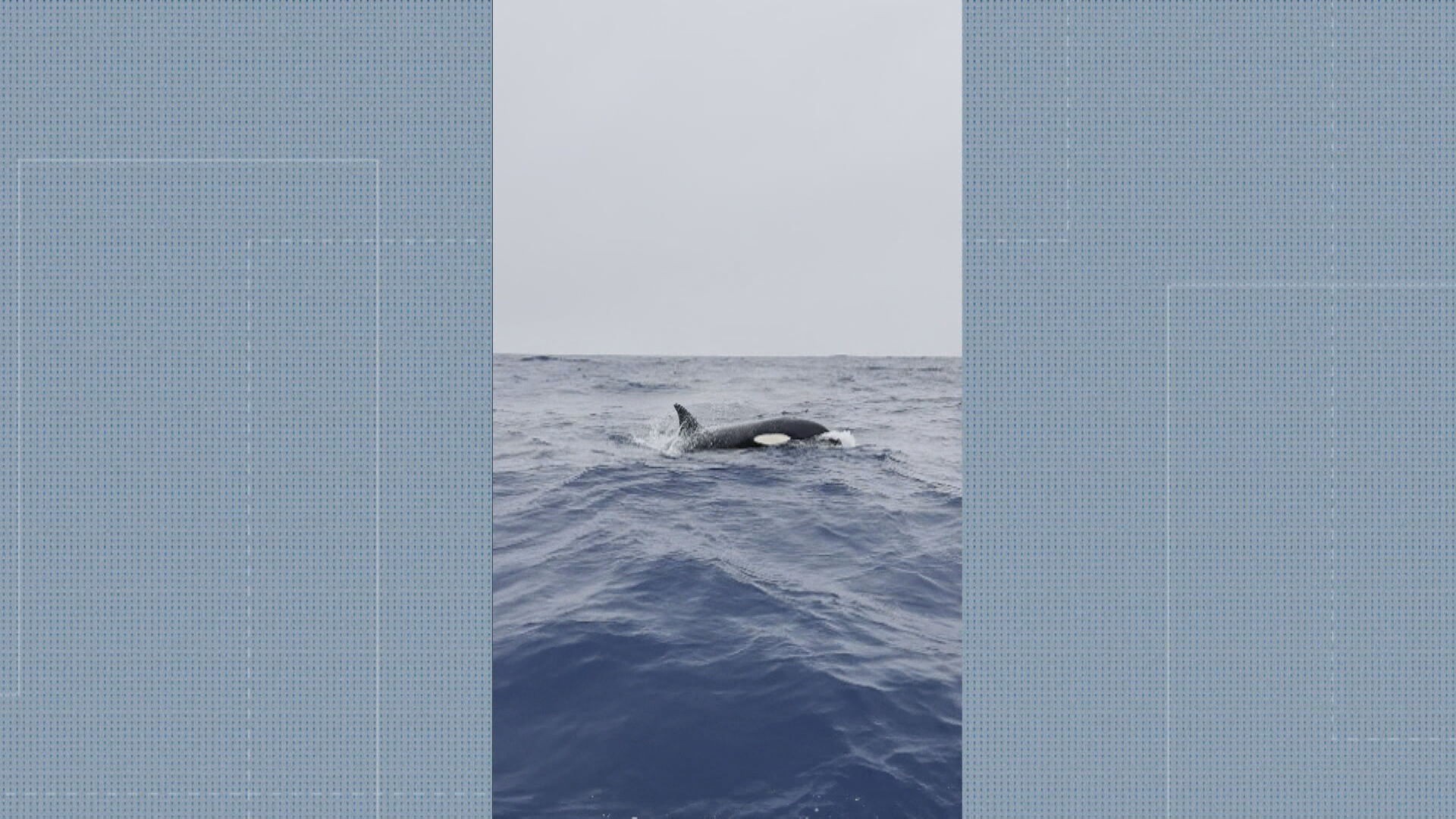 Oceanógrafo registra orcas na orla do Rio
