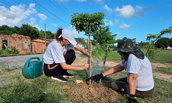 Itabaiana se Prepara para a COP 30 com Plantio Massivo de Mudas Nativas
