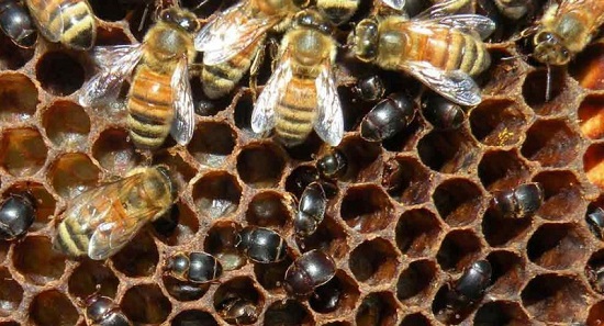 Apicultura em Alerta: Praga Ameaça Colmeias Sergipanas após Detecção na Bahia