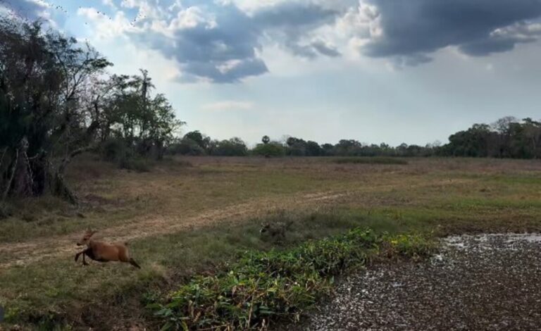 Onça-pintada persegue cervo em cena rara no Pantanal