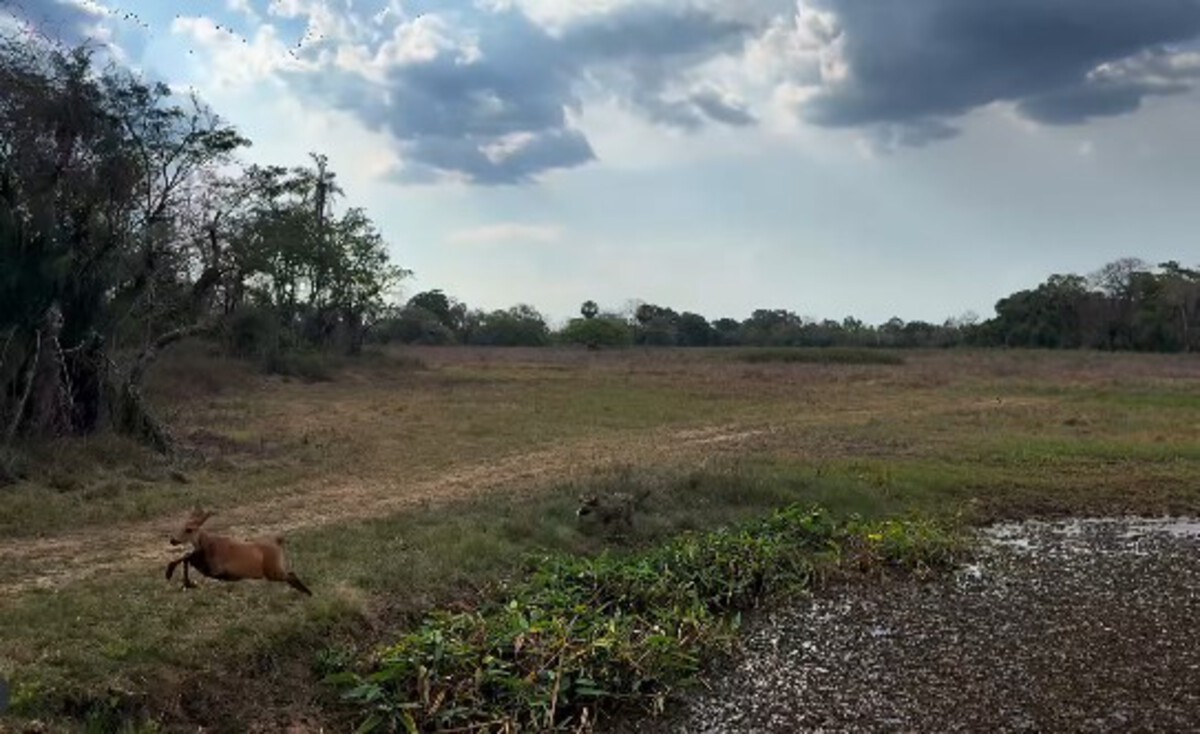 Onça-pintada persegue cervo em cena rara no Pantanal