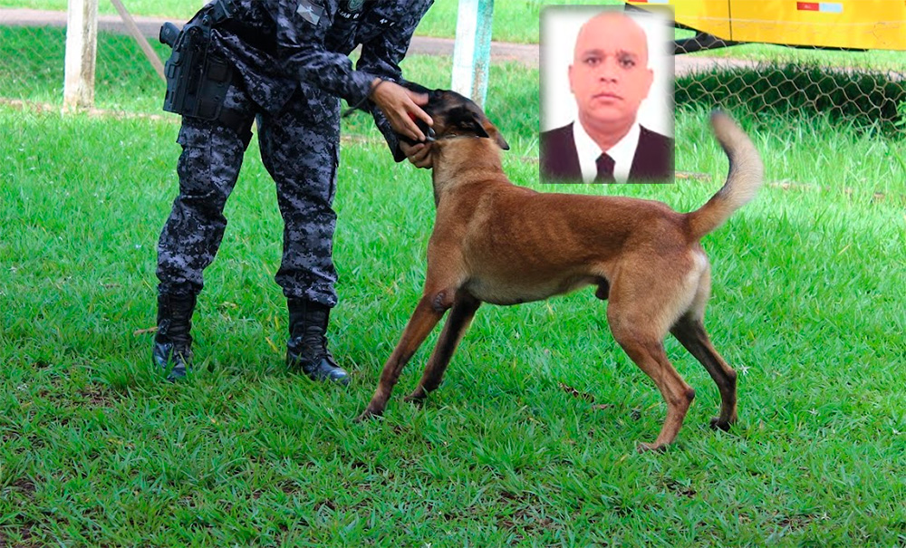 Cães Farejadores Desmascaram Advogado: 8 kg de Droga Apreendidos na BR-364