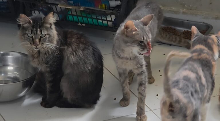 Trezentos animais são resgatados de abrigo após denúncia de maus-tratos