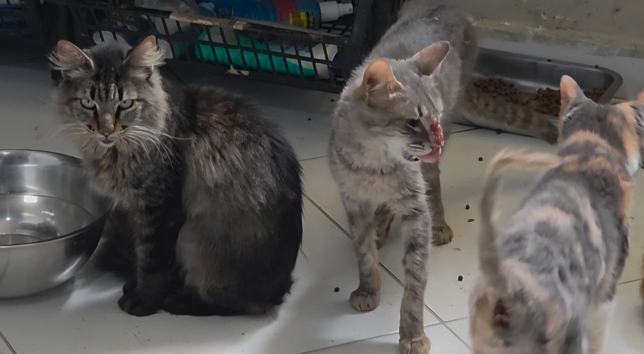 Trezentos animais são resgatados de abrigo após denúncia de maus-tratos