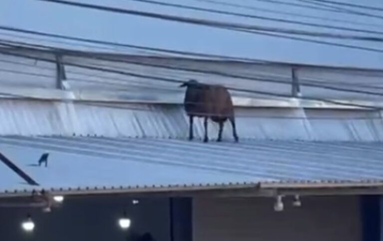 Bode é flagrado passeando em telhado de loja em Iperó