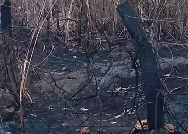 Incêndio Devasta Reserva Legal em Bodoquena: Fazendeiro Multado em R$ 1,6 Milhão