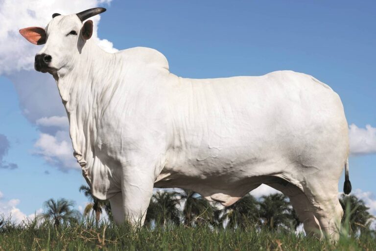 Vaca nelore atinge valor recorde de R$ 54 milhões em leilão