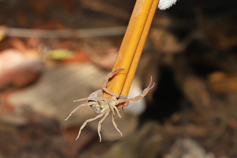 Acidentes com escorpiões em SP: adultos de 20 a 59 anos são a maioria