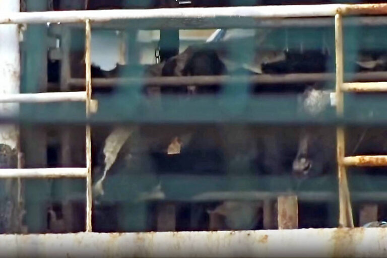 Navio com quase 3.000 vacas enfrenta críticas após dois meses no mar
