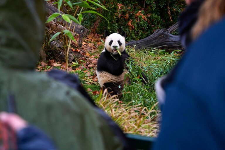 França se despede de pandas icônicos que retornam à China