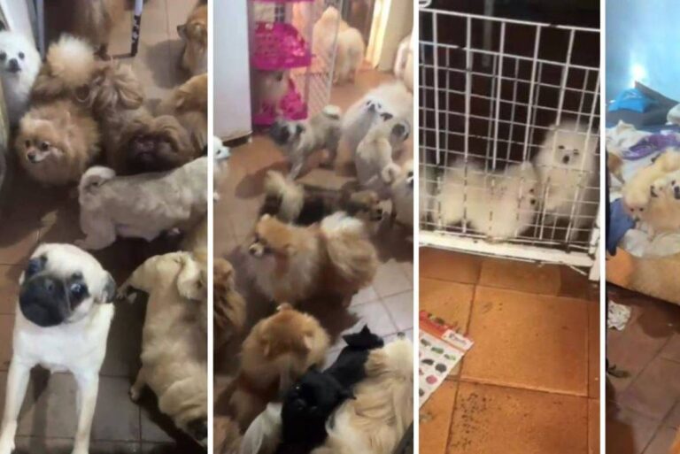 Polícia resgata cães de canil clandestino em Arujá com condições precárias