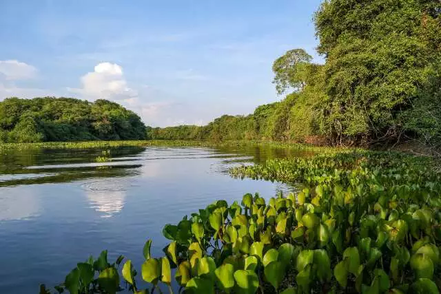 Pantanal Leva Propostas de Sustentabilidade à COP30 Após Debates em Mato Grosso do Sul