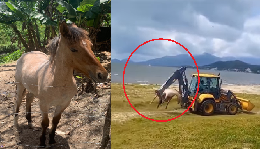 Tragédia na Grande Florianópolis: Chuva Forte Arrasta Cavalo, Encontrado Morto em São José