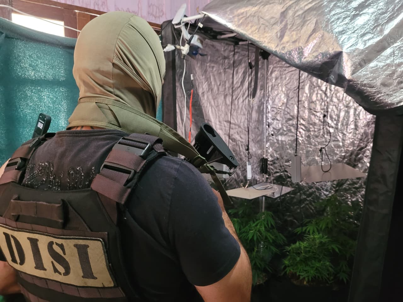 Guarda Municipal Desmantela Estufa de Maconha de Alta Tecnologia no Rio Vermelho