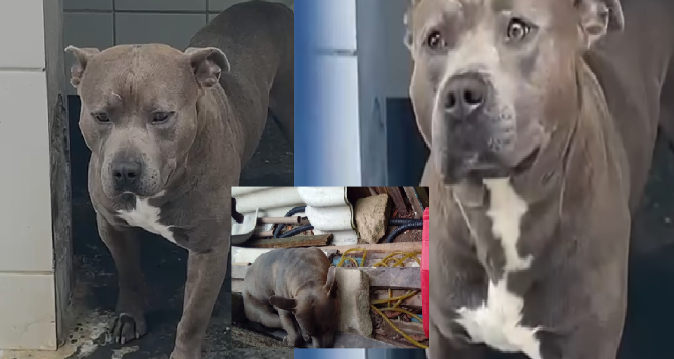 Florianópolis: Tutor é Preso Após Abandonar Cão American Staffordshire no Rio Tavares